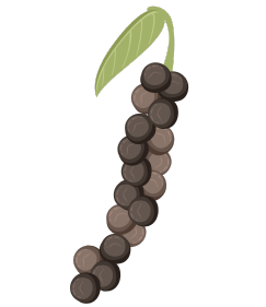 Poivre de Kampot sur sa tige, grappe fraîche verticale avec feuille verte, illustration botanique