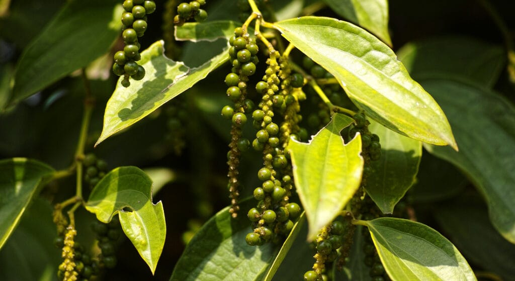poivre de Kampot 2