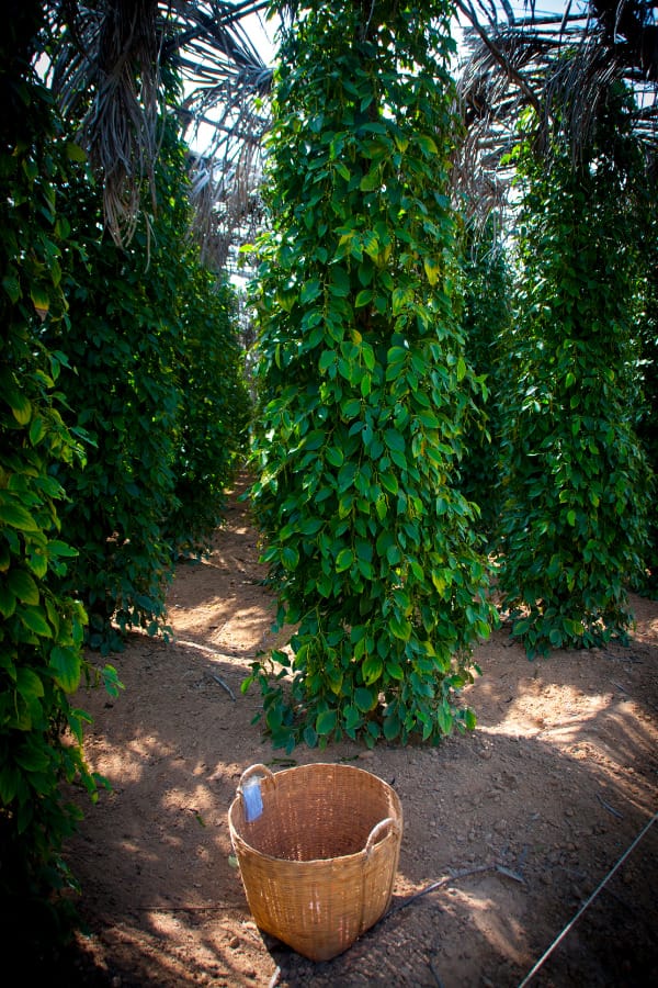 poivre de Kampot 5