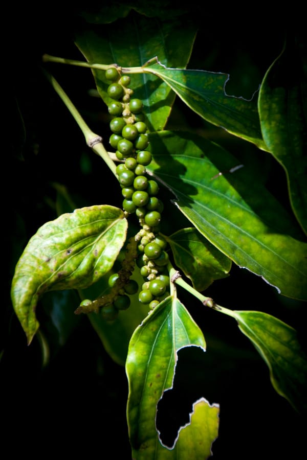 poivre de Kampot 6