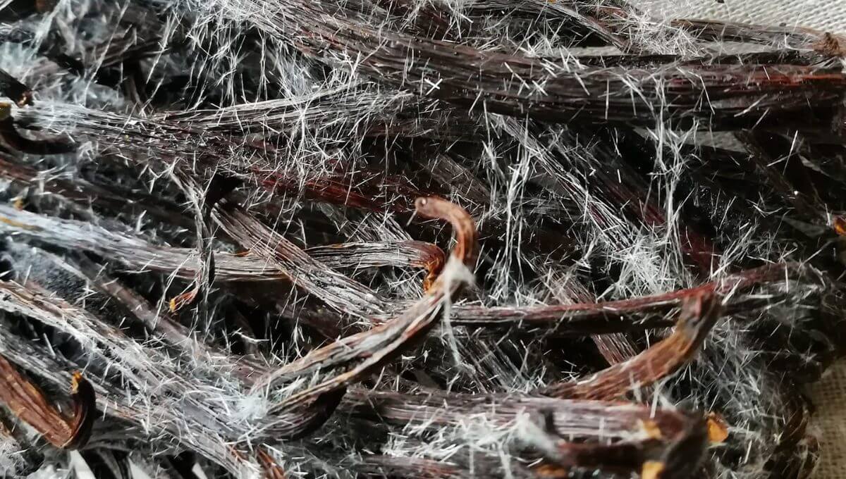 Si vous voyez du givre sur votre vanille, c’est tout à fait normal ! Il ne s’agit pas de givre ou de moisissure, mais de cristaux de vanilline, synonyme de qualité chez beaucoup de vanilles différentes ! Les arômes n’en seront que plus développés.