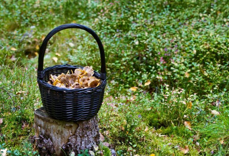Chanterelles au Vinaigre, champignons marinés en bocal, prêts pour apéritif ou accompagnement.