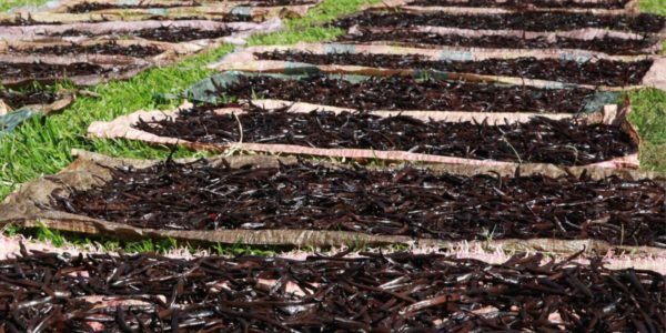 Le processus de transformation des gousses vertes en gousses noires parfumées constitue un véritable savoir-faire artisanal, nécessitant plusieurs mois de travail méticuleux.