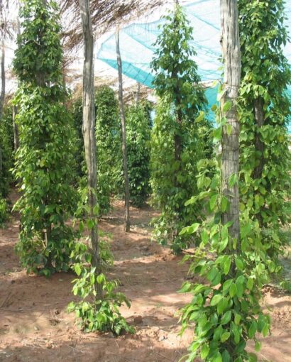 Poivre kampot