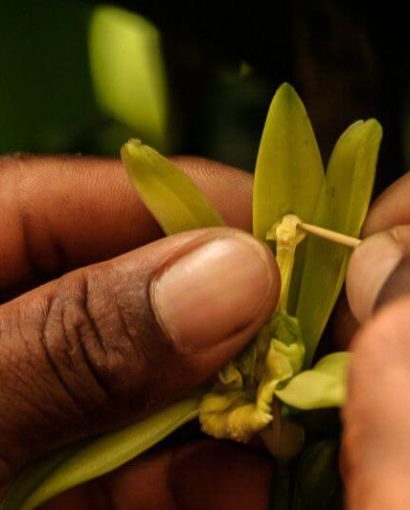 pollinisation vanille
